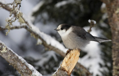 Gray Jay