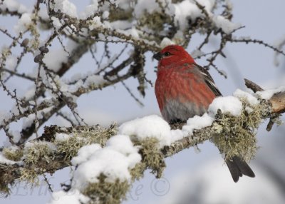 Pine Grosbeak