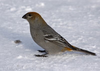 Pine Grosbeak