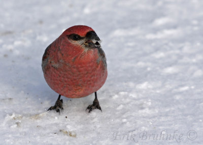 Pine Grosbeak