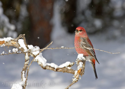 Pine Grosbeak with the falling snow