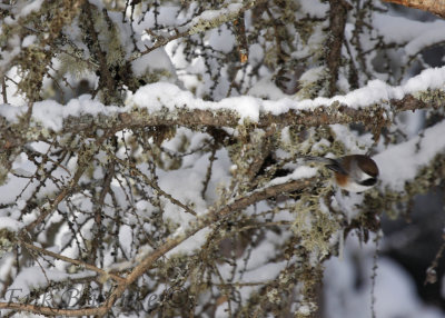 Can you find the Boreal Chickadee shooting through woods