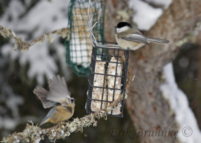 Black-capped Chickadee and Red-breasted Nuthatch