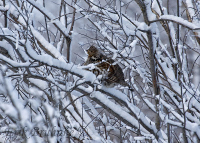 Ruffed Grouse