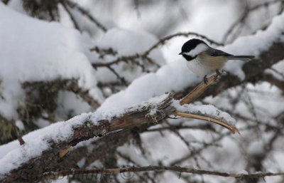 Black-capped Chickadee