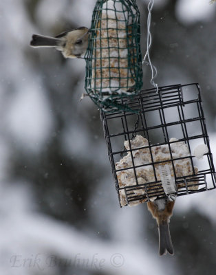 Chickadee butts :-) Black-capped (upper) and Boreal (lower)
