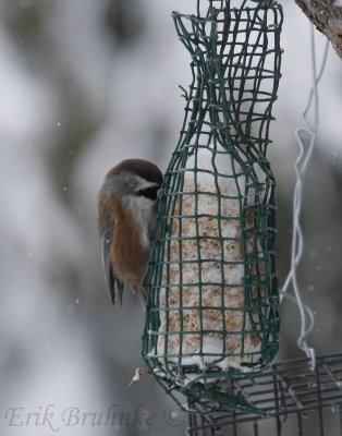 Boreal Chickadee