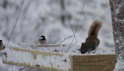 Red Squirrel and Black-capped Chickadees