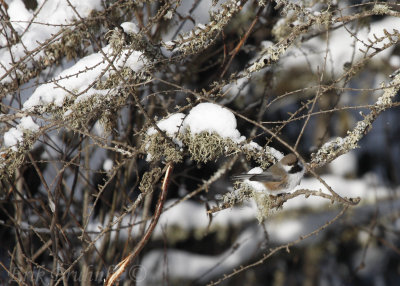 Boreal Chickadee... can you find the little bugger