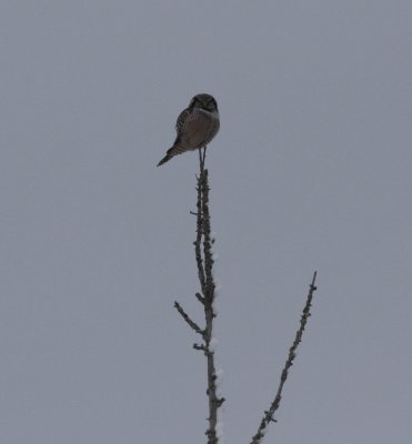 Northern Hawk Owl