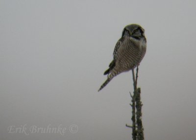 Northern Hawk Owl