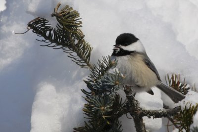 Black capped chickadee eating snow!