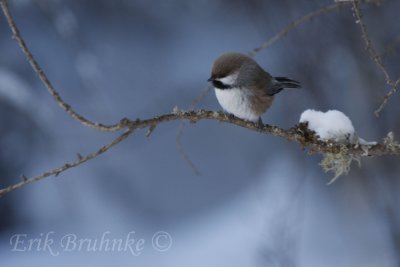 Boreal Chickadee