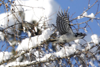 Hairy woodpecker in flight