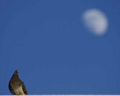 Pigeon... and the moon