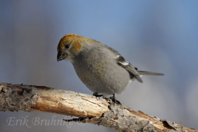 Pine Grosbeak female