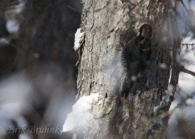 Black-backed Woodpecker