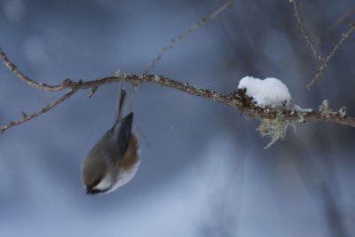 Boreal Chickadee diving