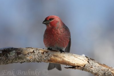 Pine Grosbeak