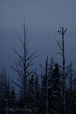 Boreal Silouette... home sweet home to this Boreal Owl!