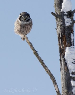 Beautiful stare of the Hawk Owl