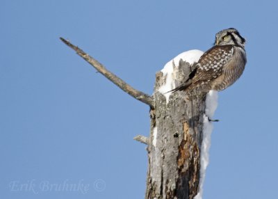 Northern Hawk Owl... andy mice over there?