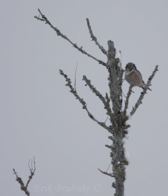 Northern Hawk Owl