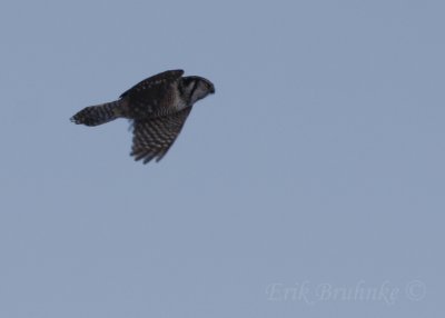 Northern Hawk Owl, naturally, flying by