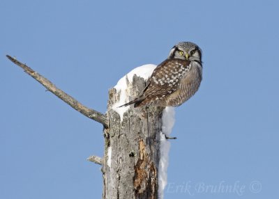 Northern Hawk Owl