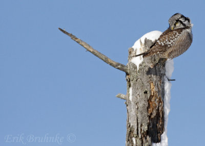 Northern Hawk Owl... any mice down there?