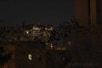 Crows roosting in Minneapolis