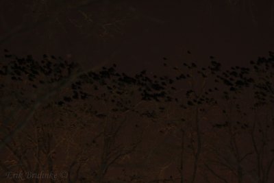 Crows roosting in Minneapolis