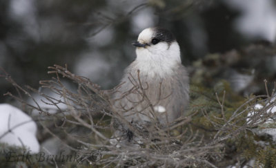 Gray Jay