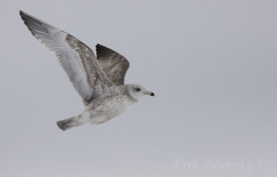 Herring Gull