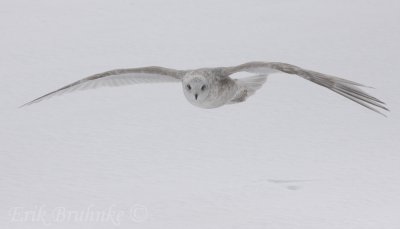 Iceland/Thayer's Gull, looking at camera