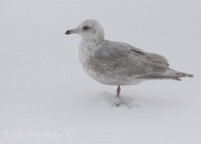 Iceland/Thayer's Gull?