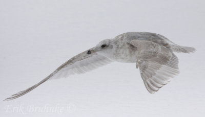 Iceland/Thayer's Gull?