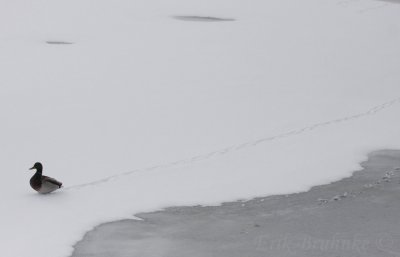 March of the Penguins... or March of the Mallard :)