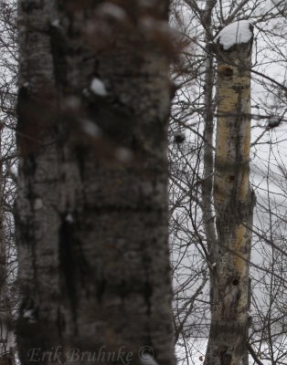 Likely Hairy Woodpecker caviity (top) and Black-capped Chickadee/ Red-breasted Nuthatch cavity (middle/bottom)