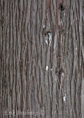 Cedar