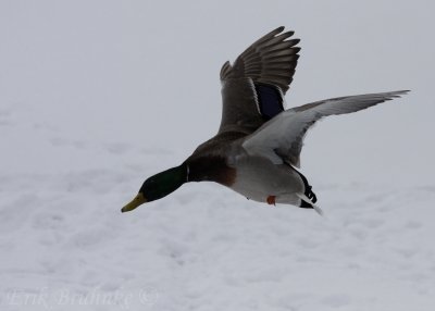 Mallard coming in fast