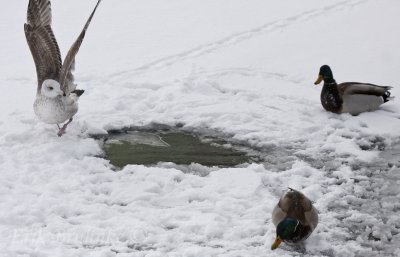 Herring Gull and Mallards. Did I do that?