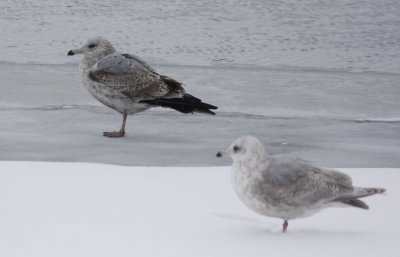 Large Herring Gull