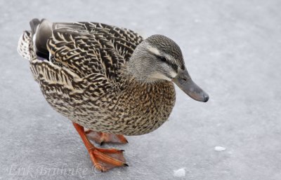 Female Mallard