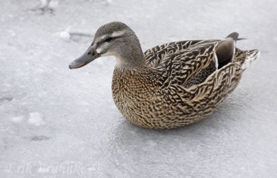 Female Mallard