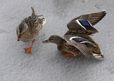 Female Mallards