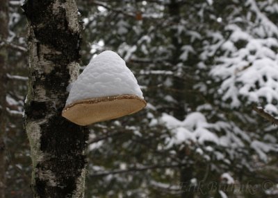Snow Mushroom