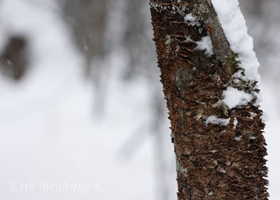 Snow-covered Lichens on tree