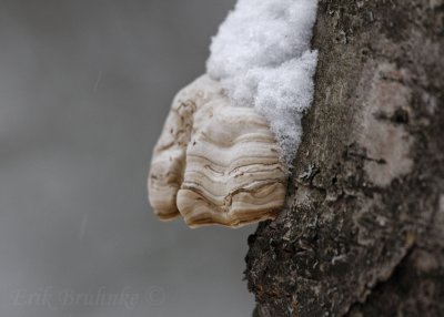 Mushroom close up