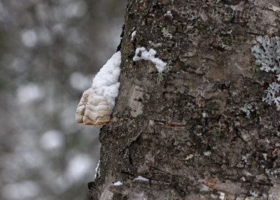 Mushroom